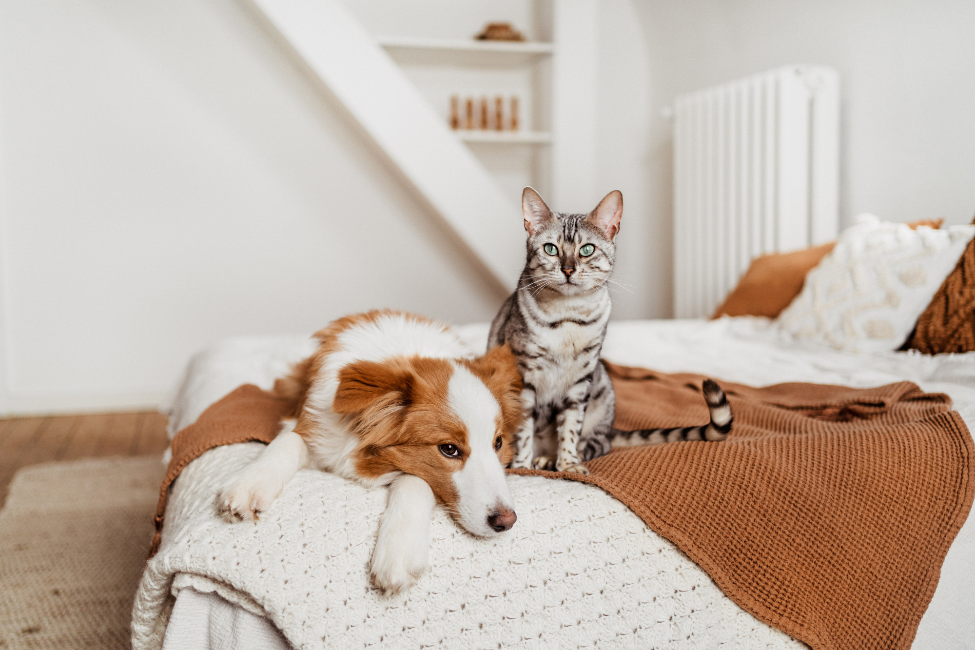 Cats. Dogs. Love. | GIMBORN